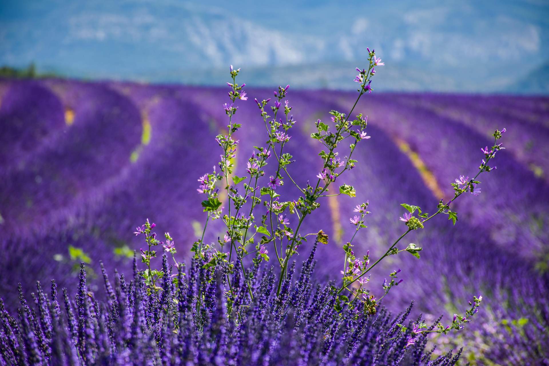 Busreis Provence ©RD Law from Pixabay